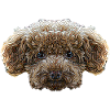 Toy Poodle Face
