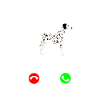Dalmatian