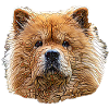 Chow Chow Face