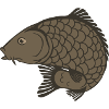 Nature Carp