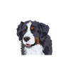 bouvier bernois 2