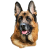 German shepherd head