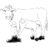 Vache avec lineart de veau