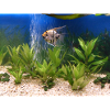 Poisson