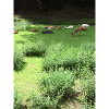 Faune