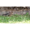 Oiseau