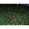 Igel