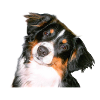 Aussie Nanouk, head - photo