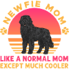 Newfoundland Newfoundland Dog