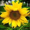 sonnenblume
