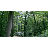 forêt