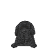 Newfoundland Newfoundland Dog