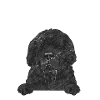 Newfoundland Newfoundland Dog