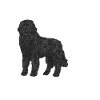 Newfoundland Newfoundland Dog