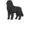 Newfoundland Newfoundland Dog