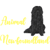 Newfoundland Newfoundland Dog
