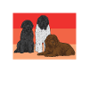 Newfoundland Newfoundland Dog
