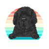 Newfoundland Newfoundland Dog
