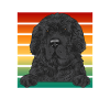 Newfoundland Newfoundland Dog