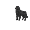 Newfoundland Newfoundland Dog
