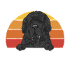 Terre-Neuve Chien Terre-Neuve