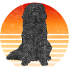 Newfoundland Newfoundland Dog
