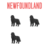 Newfoundland Newfoundland Dog
