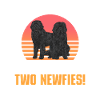 Terre-Neuve Chien de Terre-Neuve