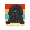 Newfoundland Newfoundland Dog