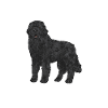 Newfoundland Newfoundland Dog