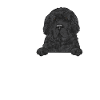 Newfoundland Newfoundland Dog