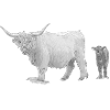 Skotska Highland cattle med kalvkött