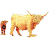 Scottish Highland cattle with veal