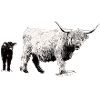 Scottish Highland cattle with veal