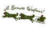 bernese mountain dog christmas