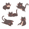 Black Cat Crew