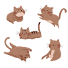 Braune Katzen-Crew