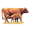 Kuh mit Kalb