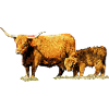 Cow with calf