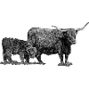 Kuh mit Kalb