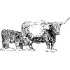 Highland cattle with veal
