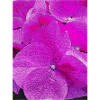 Hydrangea, Hydrangea