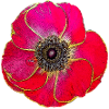 Coquelicot