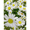Daisies