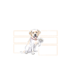 Labrador