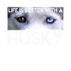 Husky