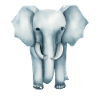 Cute elephant