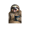 I drink coffee sloth