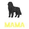 Newfoundland Newfoundland Dog