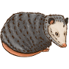 Opossum